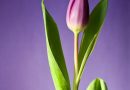 Forvandl din have til en farverig oase med tulipantræer